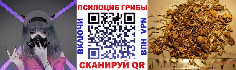 где купить наркоту Прокопьевск Псилоцибиновые грибы GOLDEN TEACHER